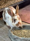 adoptable Rabbit in Tacoma, WA named KATIE