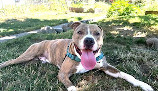 adoptable Dog in Tacoma, WA named ROO
