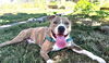 adoptable Dog in Tacoma, WA named ROO