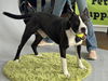 adoptable Dog in Tacoma, WA named GRANVILLE