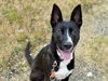 adoptable Dog in Tacoma, WA named KYLO