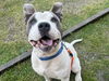 adoptable Dog in  named BRUIN