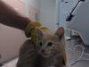 adoptable Cat in Tacoma, WA named LADY BEETLE