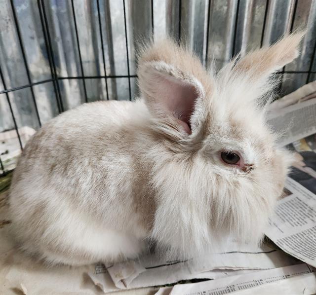 adoptable Rabbit in Tacoma, WA named LUNA
