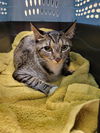 adoptable Cat in Tacoma, WA named LUNA