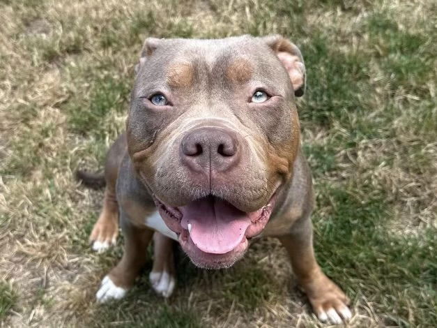 adoptable Dog in Tacoma, WA named ALLIE