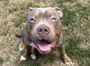 adoptable Dog in  named ALLIE