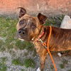 adoptable Dog in  named SOL