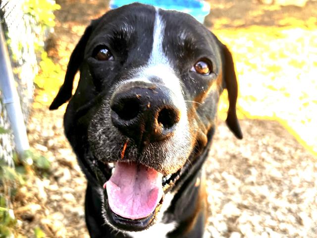 adoptable Dog in Tacoma, WA named RORY