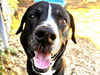 adoptable Dog in Tacoma, WA named RORY