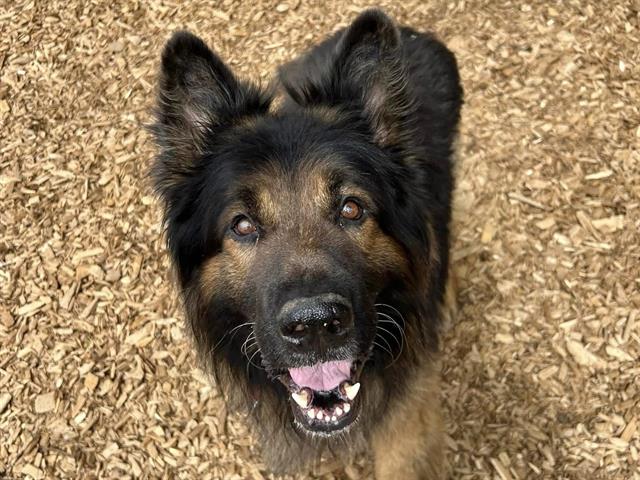 adoptable Dog in Tacoma, WA named ARTHUR
