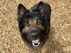 adoptable Dog in Tacoma, WA named ARTHUR
