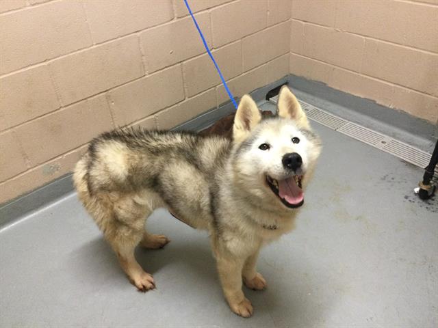 adoptable Dog in Tacoma, WA named WORMWOOD