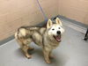adoptable Dog in Tacoma, WA named WORMWOOD