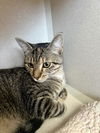 adoptable Cat in Tacoma, WA named GALICAEA