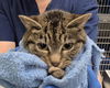 adoptable Cat in Tacoma, WA named WORKING CAT ANGELA