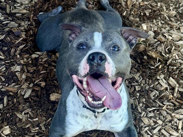 adoptable Dog in Tacoma, WA named STEEL CUT OATS
