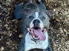 adoptable Dog in  named STEEL CUT OATS