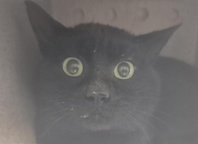 adoptable Cat in Tacoma, WA named WORKING CAT BRICKER