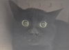 adoptable Cat in Tacoma, WA named WORKING CAT BRICKER