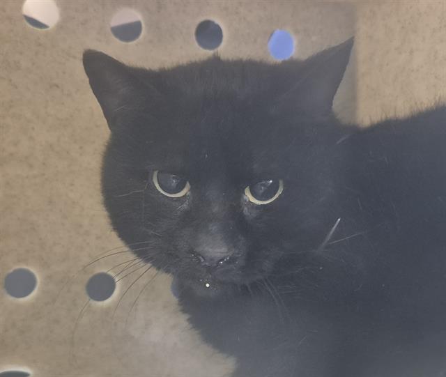 adoptable Cat in Tacoma, WA named WORKING CAT BUBBLE