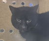 adoptable Cat in Tacoma, WA named WORKING CAT BUBBLE