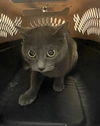 adoptable Cat in Tacoma, WA named LESLEY
