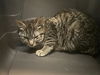 adoptable Cat in Tacoma, WA named WORKING CAT SISSY