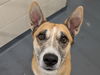 adoptable Dog in  named SHELBY