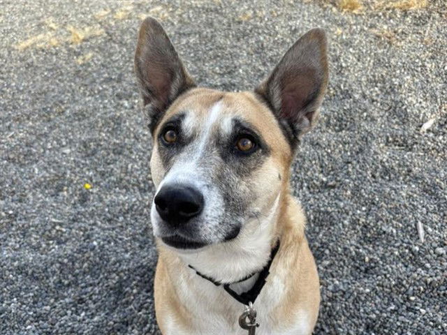 adoptable Dog in Tacoma, WA named SHELBY