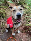 adoptable Dog in  named PILOT
