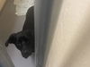 adoptable Dog in  named YOGI