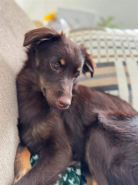 adoptable Dog in Tacoma, WA named COCO
