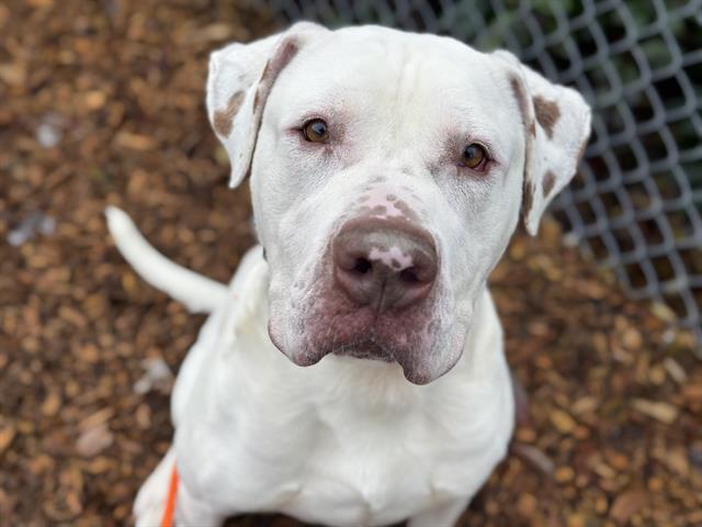 adoptable Dog in Tacoma, WA named COWBOY