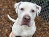adoptable Dog in  named COWBOY