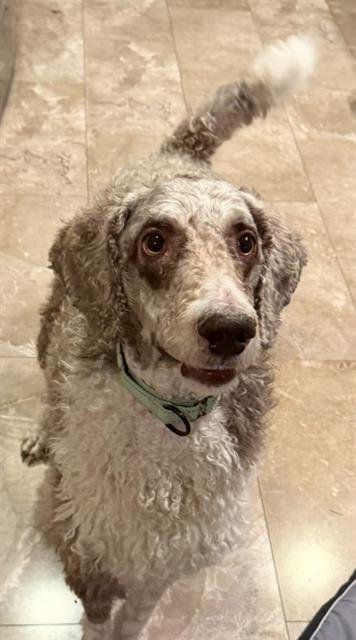 adoptable Dog in Tacoma, WA named CUMIN