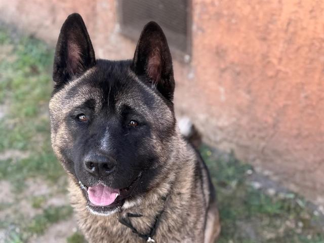 adoptable Dog in Tacoma, WA named LANCELOT