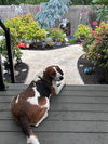adoptable Dog in  named GOOD GIRL