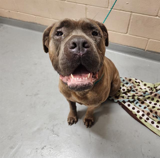 adoptable Dog in Tacoma, WA named CHAMOMILE