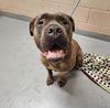 adoptable Dog in  named CHAMOMILE