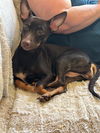 adoptable Dog in  named MOCHA