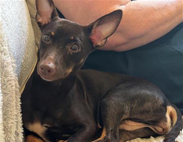 adoptable Dog in Tacoma, WA named MOCHA