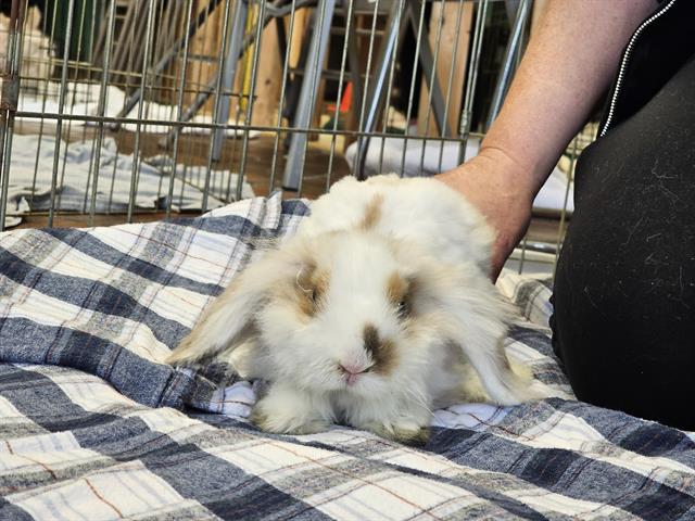 adoptable Rabbit in Tacoma, WA named TOBY