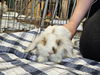 adoptable Rabbit in  named TOBY