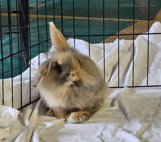 adoptable Rabbit in Tacoma, WA named BOBBIE
