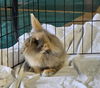 adoptable Rabbit in  named BOBBIE