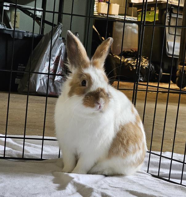 adoptable Rabbit in Tacoma, WA named BENNY