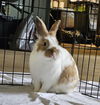 adoptable Rabbit in  named BENNY
