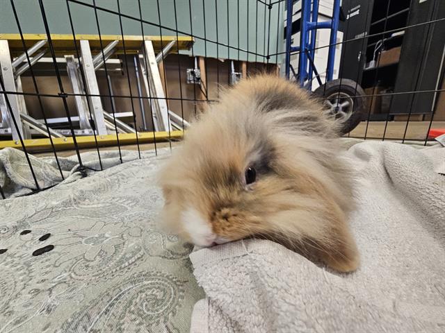 adoptable Rabbit in Tacoma, WA named JOHNNY