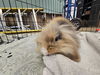 adoptable Rabbit in Tacoma, WA named JOHNNY